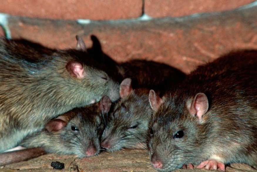 Nouvelle opération de dératisation à la Seyne sur Mer