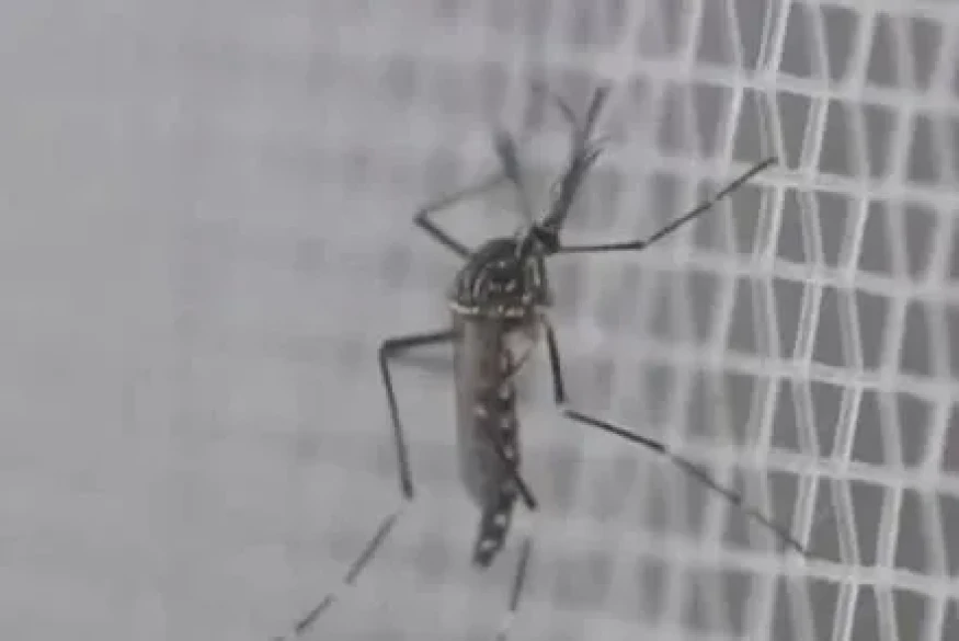 Chikungunya: Le premier cas a été détecté dans le Var, dans la commune de La Crau, annonce l’Agence régionale de santé